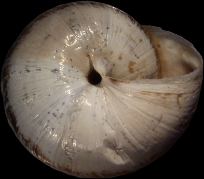 Lectotype, ventral view, shell diameter 15.9 mm Lectotype, ventral view, shell diameter 15.9 mm
