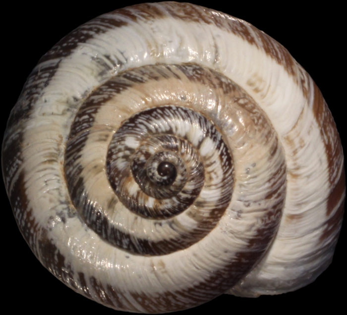 Lectotype, apical view, shell diameter 15.9 mm Lectotype, apical view, shell diameter 15.9 mm