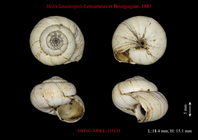 Lectotype, shell diameter 18.4 mm