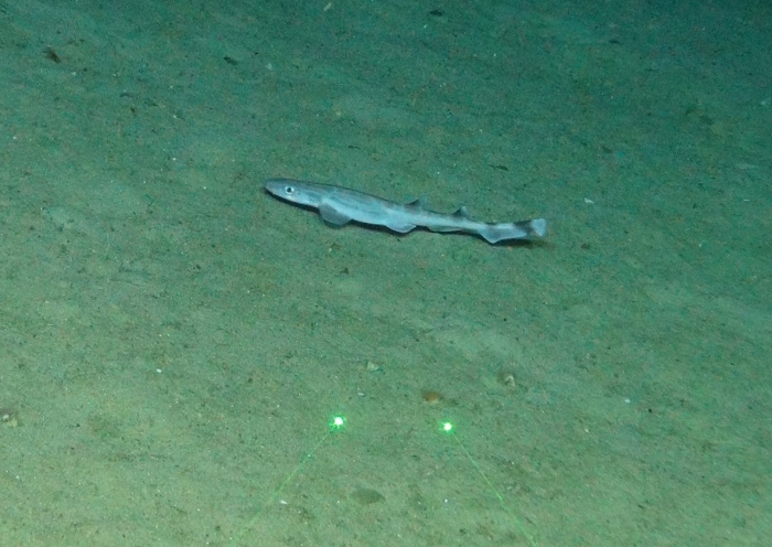 Galeus Galeus