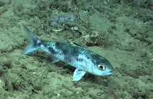 Synagrops sp., 560 m Gulf of Mexico.

Image courtesy of NOAA Okeanos Explorer Program, Gulf of Mexico 2014 Expedition.