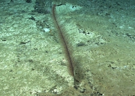 Parantipathes sp., 1858 m Gulf of Mexico.

Image courtesy of NOAA Okeanos Explorer Program, Gulf of Mexico 2014 Expedition.
