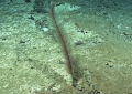 Parantipathes sp., 1858 m Gulf of Mexico.

Image courtesy of NOAA Okeanos Explorer Program, Gulf of Mexico 2014 Expedition.