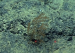 Stauropathes sp., 2094 m Gulf of Mexico.

Image courtesy of NOAA Okeanos Explorer Program, Gulf of Mexico 2014 Expedition.