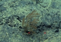 Stauropathes sp., 2094 m Gulf of Mexico.

Image courtesy of NOAA Okeanos Explorer Program, Gulf of Mexico 2014 Expedition.