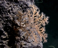 Anthozoa