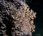 Stauropathes sp., 2085 m Gulf of Mexico.

Image courtesy of NOAA Okeanos Explorer Program, Gulf of Mexico 2014 Expedition.