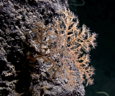 Stauropathessp., 2085 m Gulf of Mexico.

Image courtesy of NOAA Okeanos Explorer Program, Gulf of Mexico 2014 Expedition.