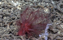 Anthomastussp., 550 m Gulf of Mexico.

Image courtesy of NOAA Okeanos Explorer Program, Gulf of Mexico 2014 Expedition.