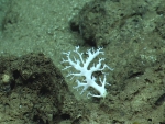 Stylaster sp., 574 m Gulf of Mexico.

Image courtesy of NOAA Okeanos Explorer Program, Gulf of Mexico 2014 Expedition.