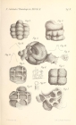 Thuramminopsis canaliculata Häusler, 1883 