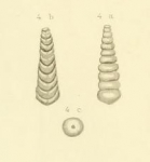 Nodosaria texana Conrad, 1857