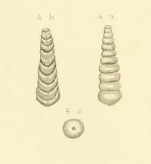 Nodosaria texana Conrad, 1857 Nodosaria texana Conrad, 1857
