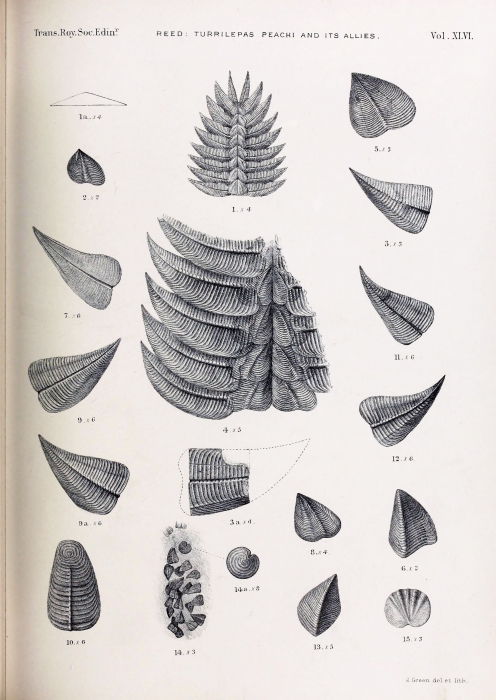 Plate (scan by BHL) by Reed 1909 of original specimens of T. peachi & T. scotia