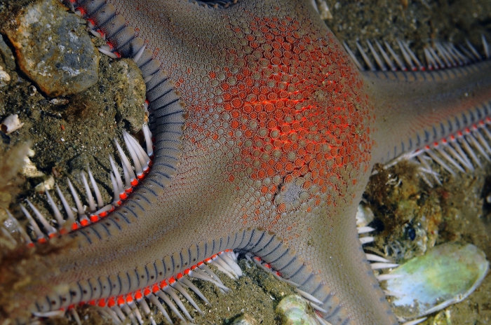 Astropecten aranciacus