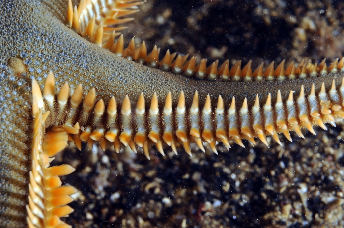 Astropecten platyacanthus Astropecten platyacanthus