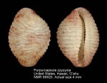 Purpurcapsula zzyzyxia
