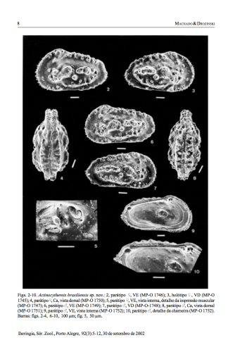 Actinocythereis brasiliensis Machado & Drozinski, 2002 from original description