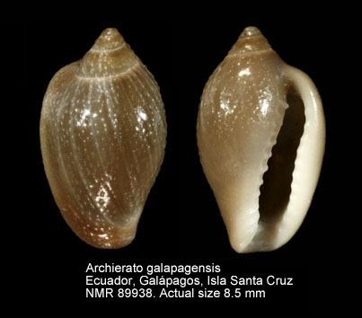 Archierato galapagensis