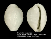 Trivirostra natalensis