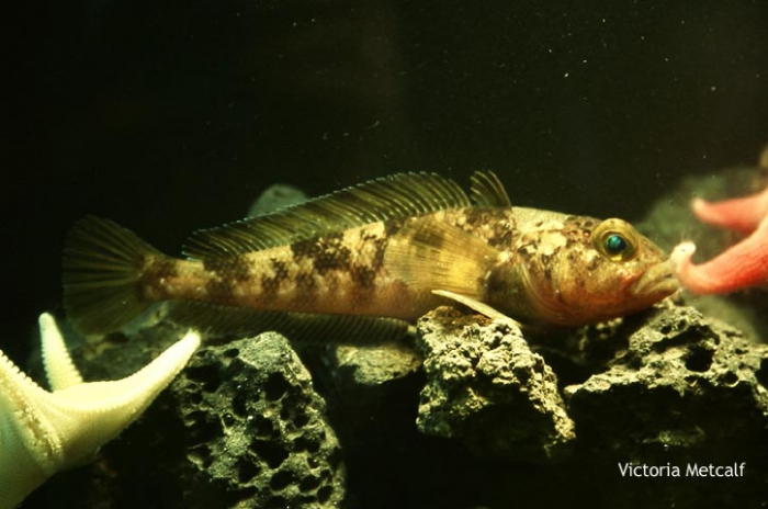 Trematomus bernacchii Trematomus bernacchii