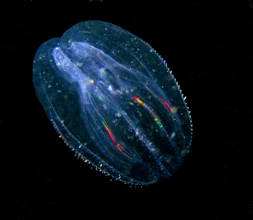 Mnemiopsis leidyi Mnemiopsis leidyi