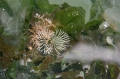 Bryozoa (moss animals)