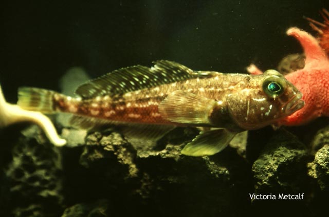 Trematomus pennellii Trematomus pennellii
