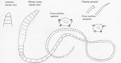 Tubificoides heterochaetus