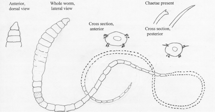 Tubificoides heterochaetus Tubificoides heterochaetus