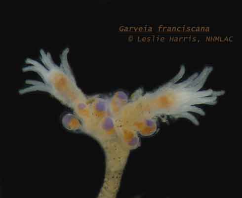 Garveia franciscana Garveia franciscana
