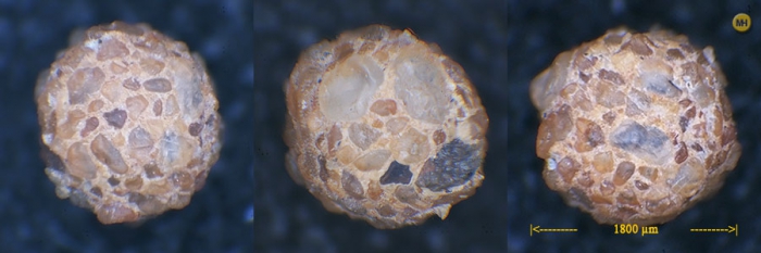 Psammosphaera fusca Psammosphaera fusca