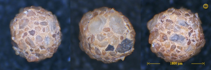 Psammosphaera fusca