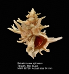 Babelomurex spinosus