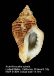 Acanthinucella spirata