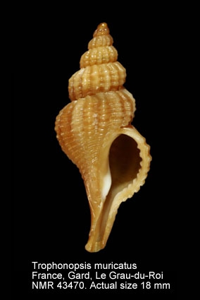 Trophonopsis muricata