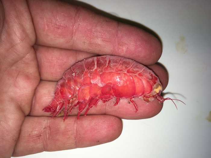 Eurythenes gryllus Eurythenes gryllus