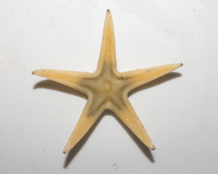 Bathybiaster vexillifer Bathybiaster vexillifer