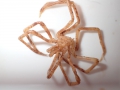 Chelicerata (sea spiders & mites)