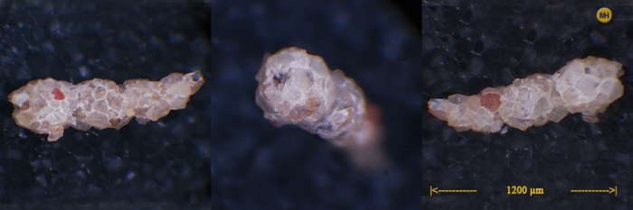 Reophax arctica Reophax arctica