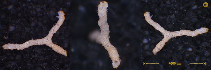 Rhabdammina abyssorum Rhabdammina abyssorum