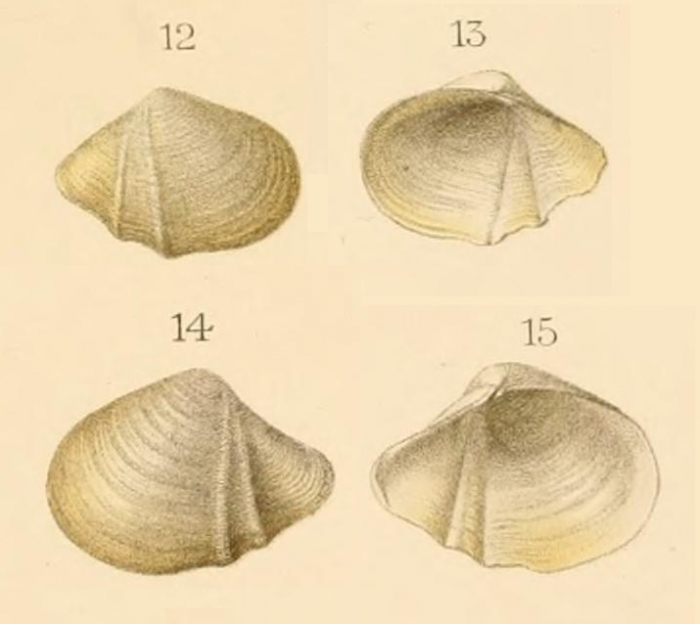 Custidaria acutecarinataOriginal figure in Dautzenberg & Fischer, 1906, pl. 5 figs. 12-15 (largest valve: 12 mm)