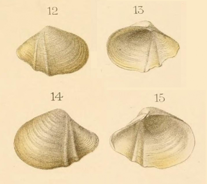 Custidaria acutecarinataOriginal figure in Dautzenberg & Fischer, 1906, pl. 5 figs. 12-15 (largest valve: 12 mm) Custidaria acutecarinataOriginal figure in Dautzenberg & Fischer, 1906, pl. 5 figs. 12-15 (largest valve: 12 mm)