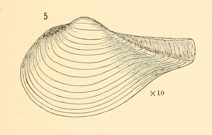 Myonera pretiosaOriginal figure in Verrill & Bush, 1898, pl. 77 fig. 5 (size 6 mm) Myonera pretiosaOriginal figure in Verrill & Bush, 1898, pl. 77 fig. 5 (size 6 mm)