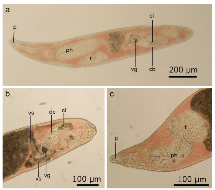 Fig. 3 (Gobert et al., 2017) Fig. 3 (Gobert et al., 2017)