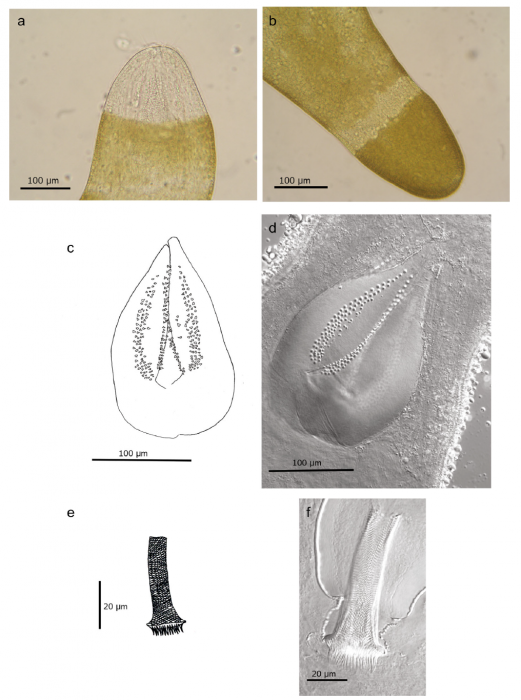 C. flavidus C. flavidus