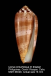 Conus circumcisus