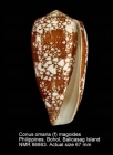 Conus omaria