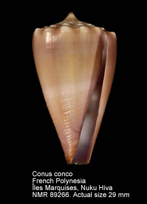 Conus conco