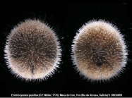Echinocyamus pusillus(O.F. Mler, 1776) 